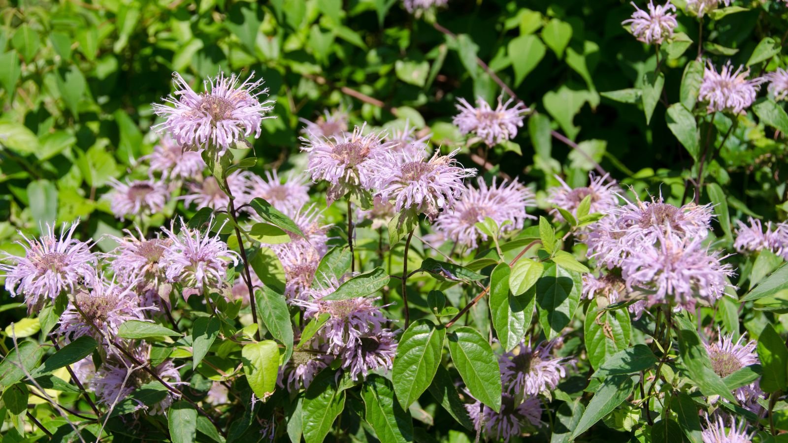 A close-up shot of a composition of vibrant colored spiky flowers basking in a bright sunlit area outdoors
