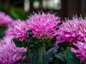 A close-up shot of a composition of vibrant pink colored spiky flowers, showcasing powdery mildew bee balm