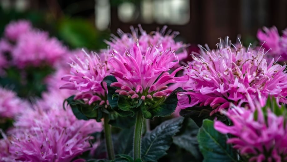 A close-up shot of a composition of vibrant pink colored spiky flowers, showcasing powdery mildew bee balm