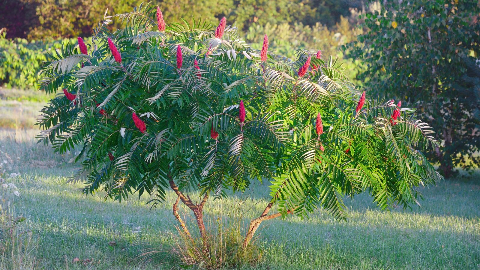 A close-up shot of a developing compact sapling showcasing its red flowers and pinnate leaves, situated in a well lit area outdoors