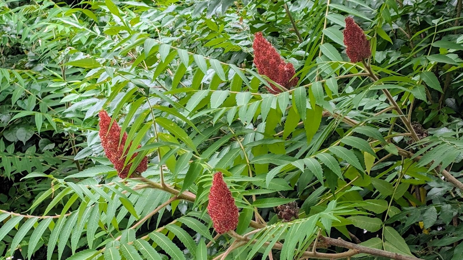 A close-up shot of a developing flowering shrub featuring its pinnate leaves and red flowers, situated in a well lit area