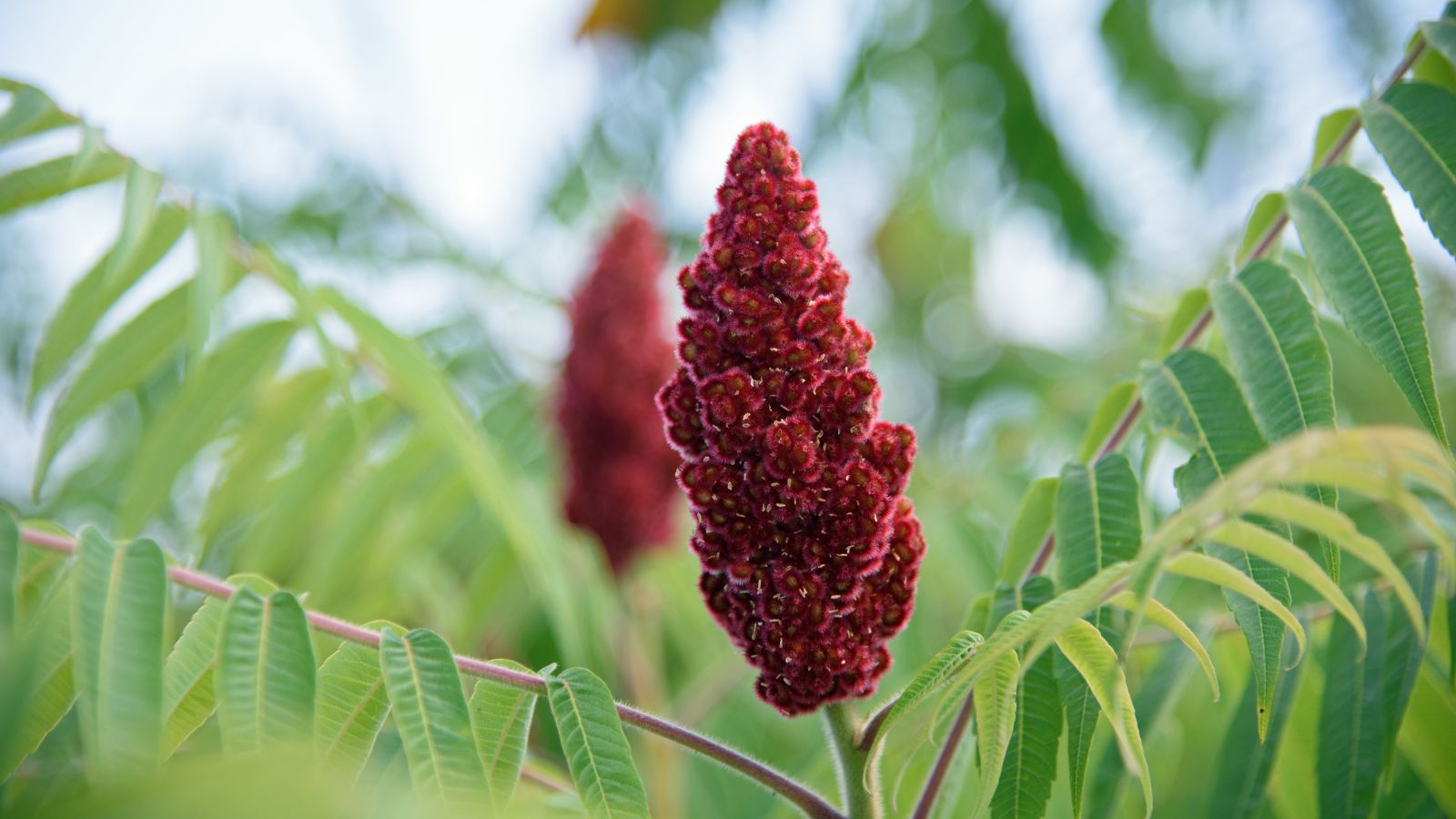 A close-up shot of a developing fuzzy red colored flower of a shrub in a well lit area outdoors