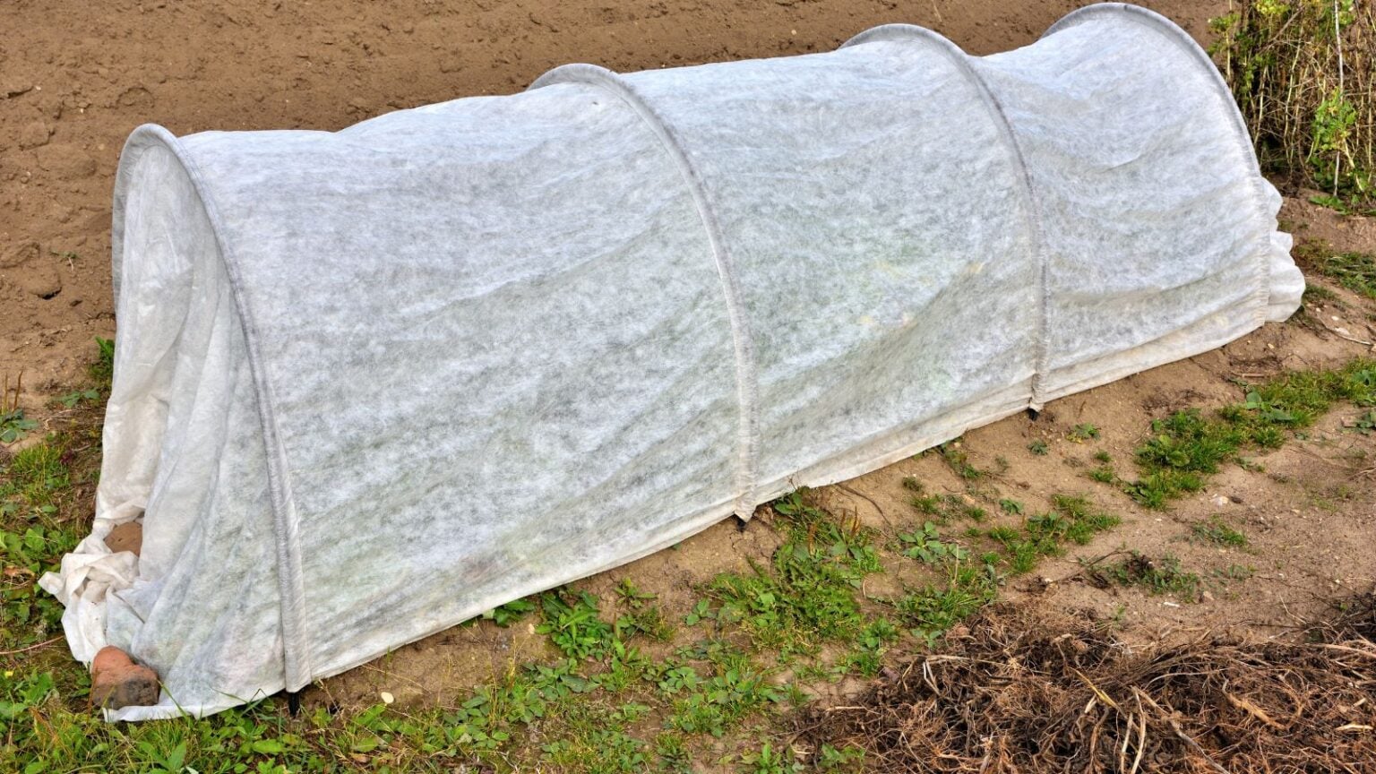 Winterization Method Using Cloth How to Overwinter Potted Mums