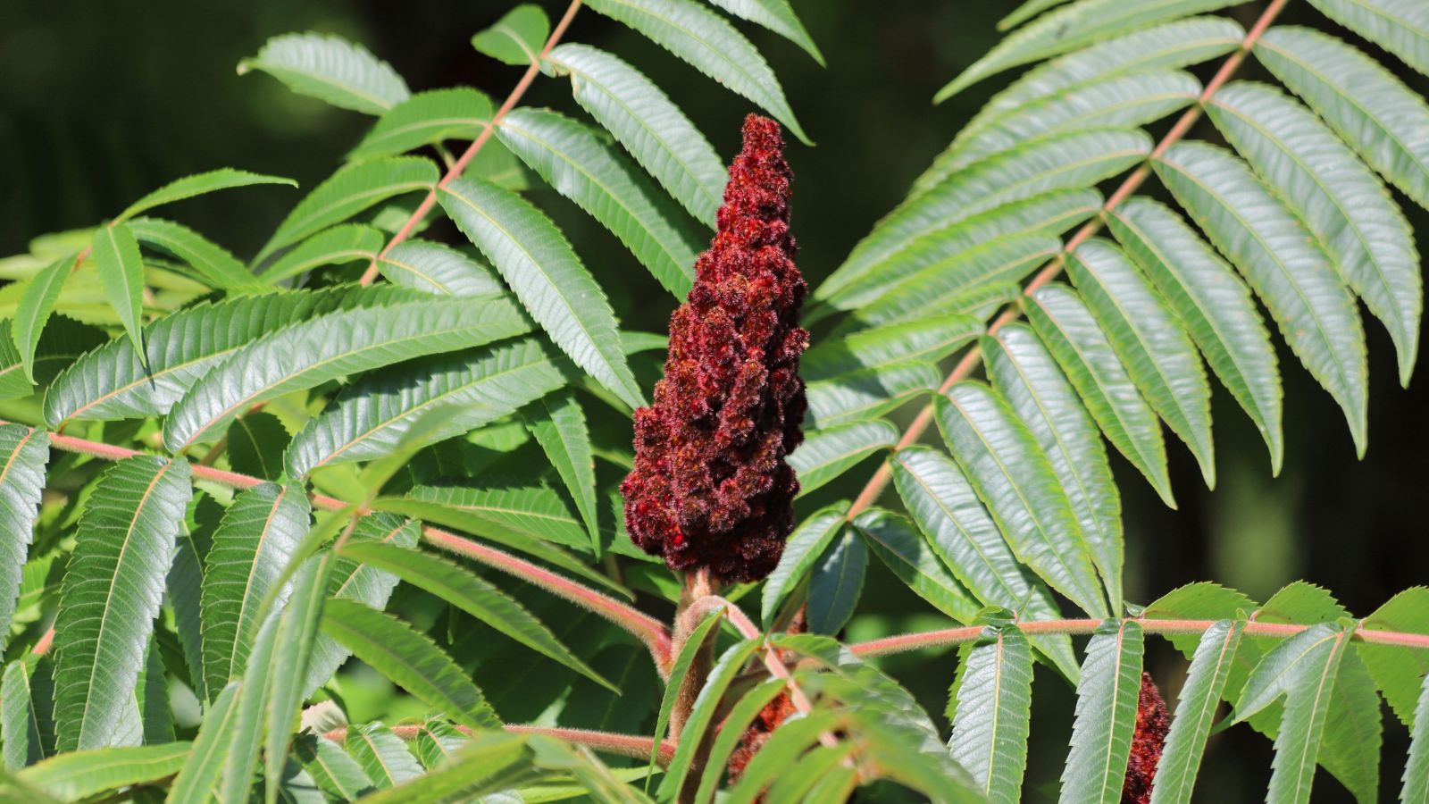 A close-up shot of a fuzzy and fleshy young stem and red flowers, alongside pinnate leaves, situated in a bright sunlit area outdoors