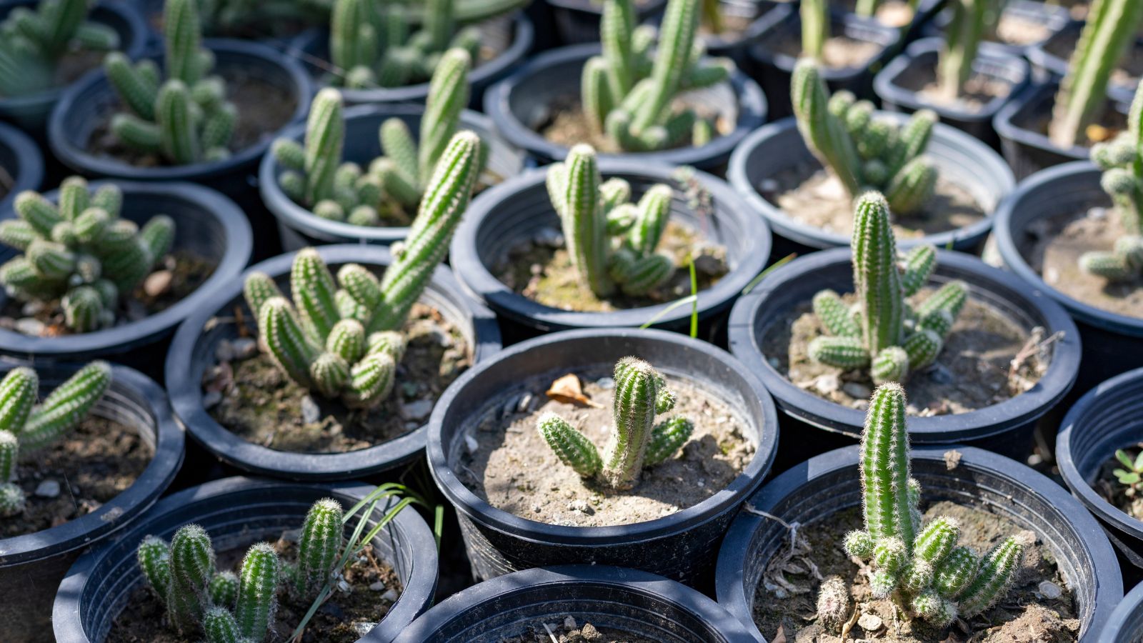A close-up shot of a large composition of developing seedlings of a succulent, placed on small black nursery pots outdoors