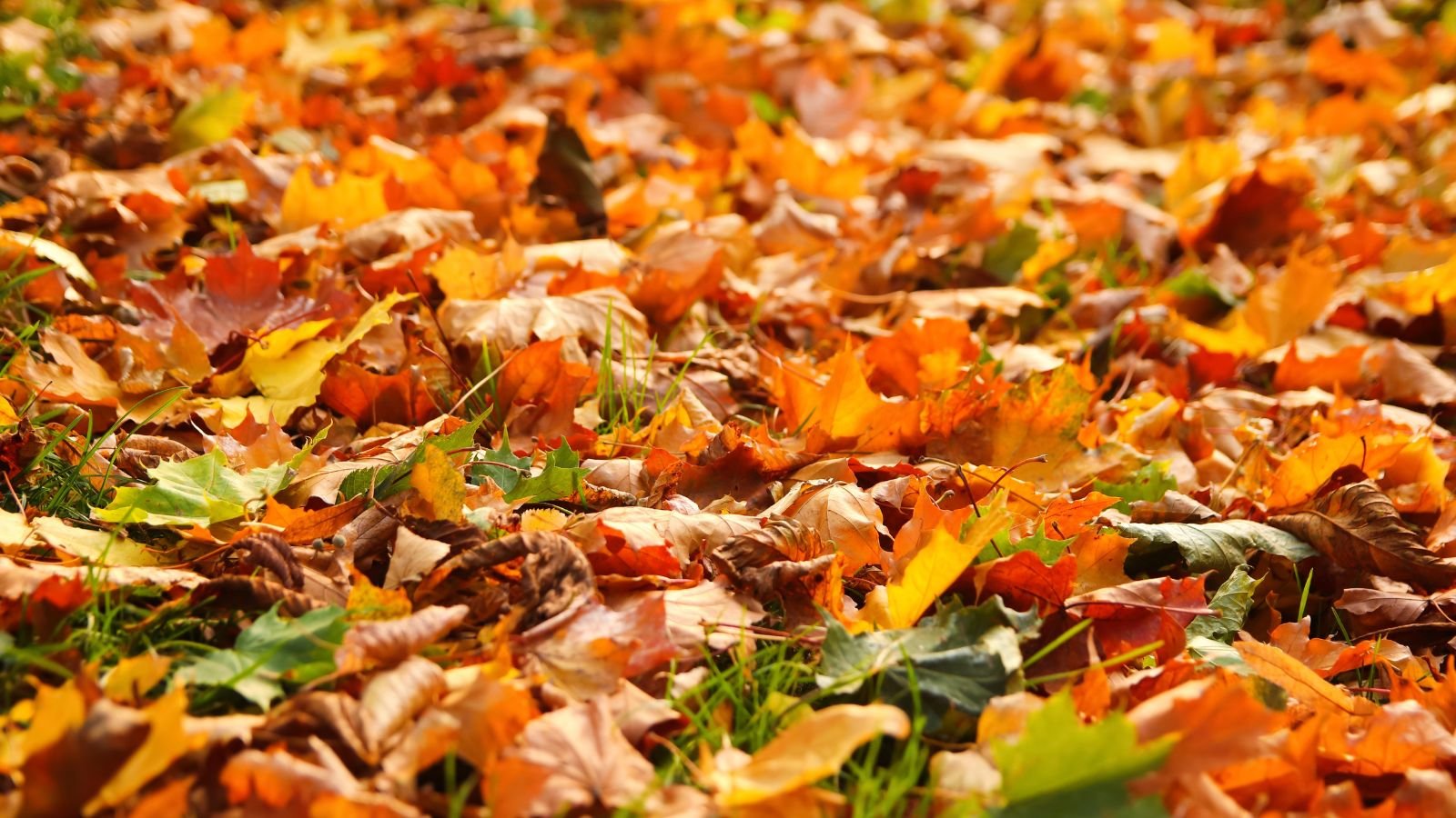 A close-up shot of a large composition of dried, fallen leaves placed on green lawn, in a well lit yard area outdoors