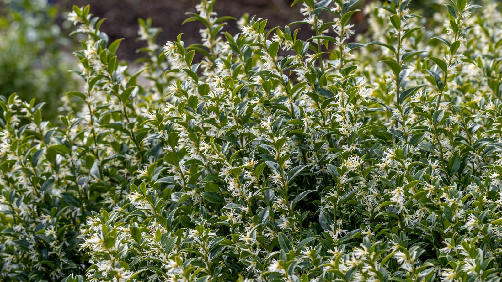 A close-up shot of a large composition of tall arching green stems and creamy yellow flowers, situated in a bright sunlit area outdoors