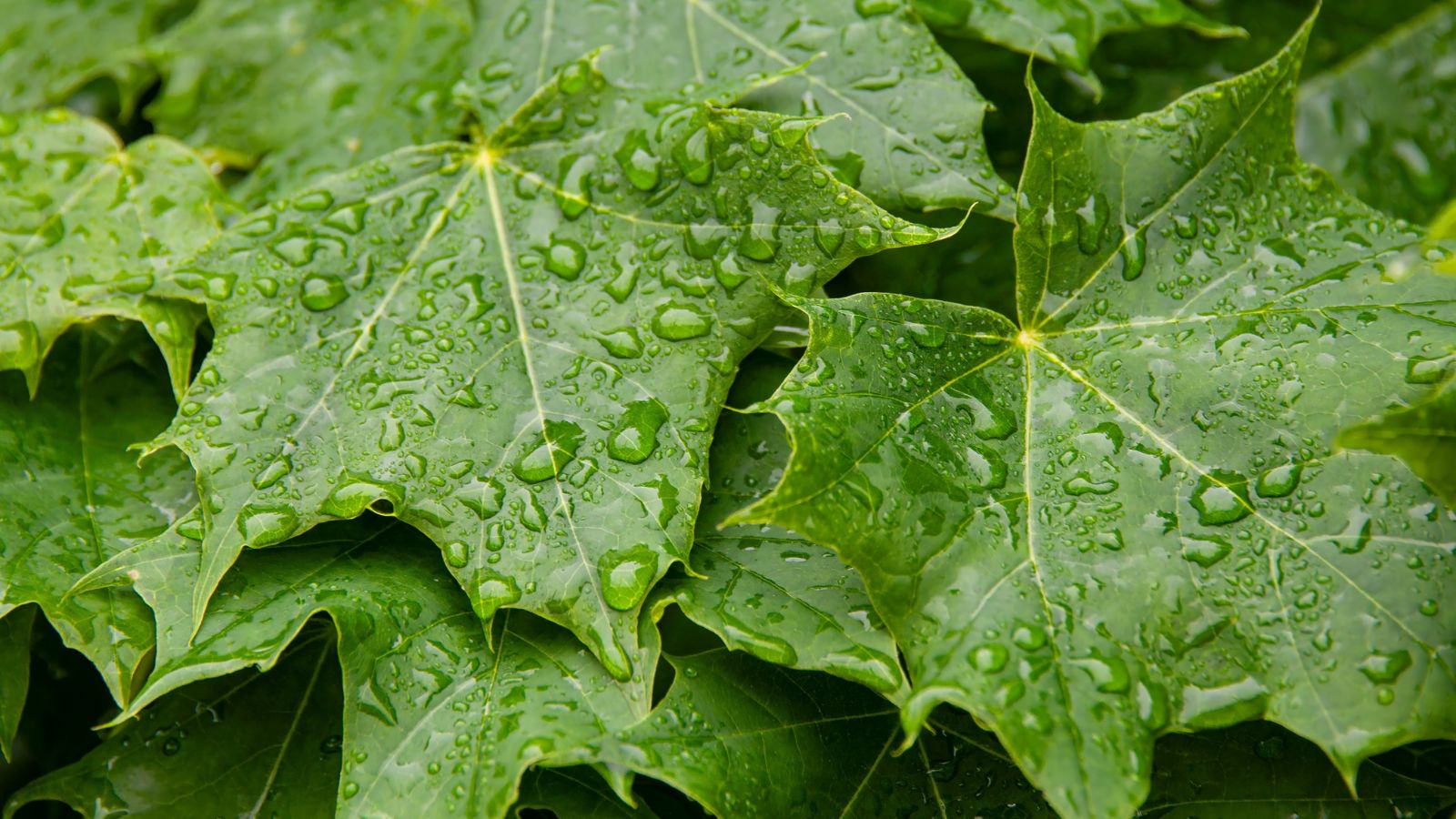 A close-up shot of a large composition of toothed green leaves covered in droplets of water, situated in a well lit area outdoors