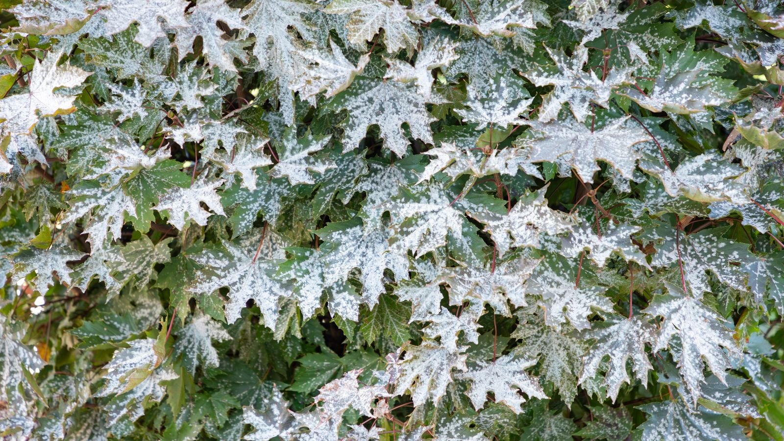 A close-up shot of a large composition of toothed leaves covered in white substance, all situated in a well lit area outdoors