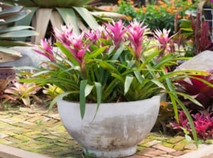 A close-up shot of a large stone planter filled with vibrant pink colored and spiky flowers, showcasing potted bromeliad care