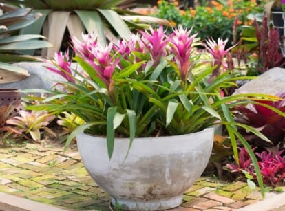 A close-up shot of a large stone planter filled with vibrant pink colored and spiky flowers, showcasing potted bromeliad care