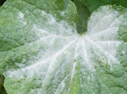 A close-up shot of a leaf covered with a white substance, caused by a fungal disease, showcasing powdery mildew fix