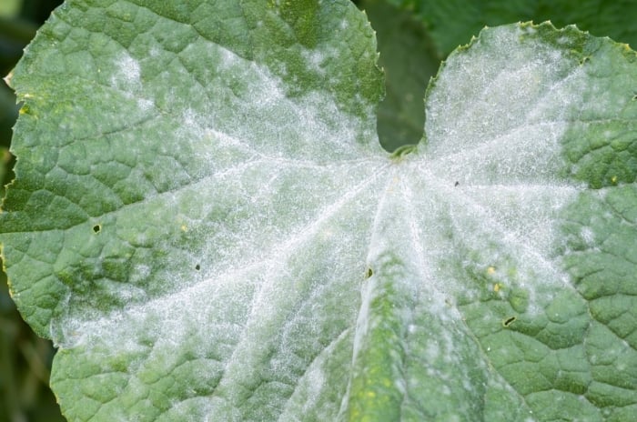 A close-up shot of a leaf covered with a white substance, caused by a fungal disease, showcasing powdery mildew fix