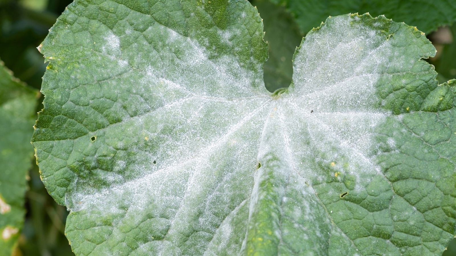 A close-up shot of a leaf covered with a white substance, caused by a fungal disease, showcasing powdery mildew fix