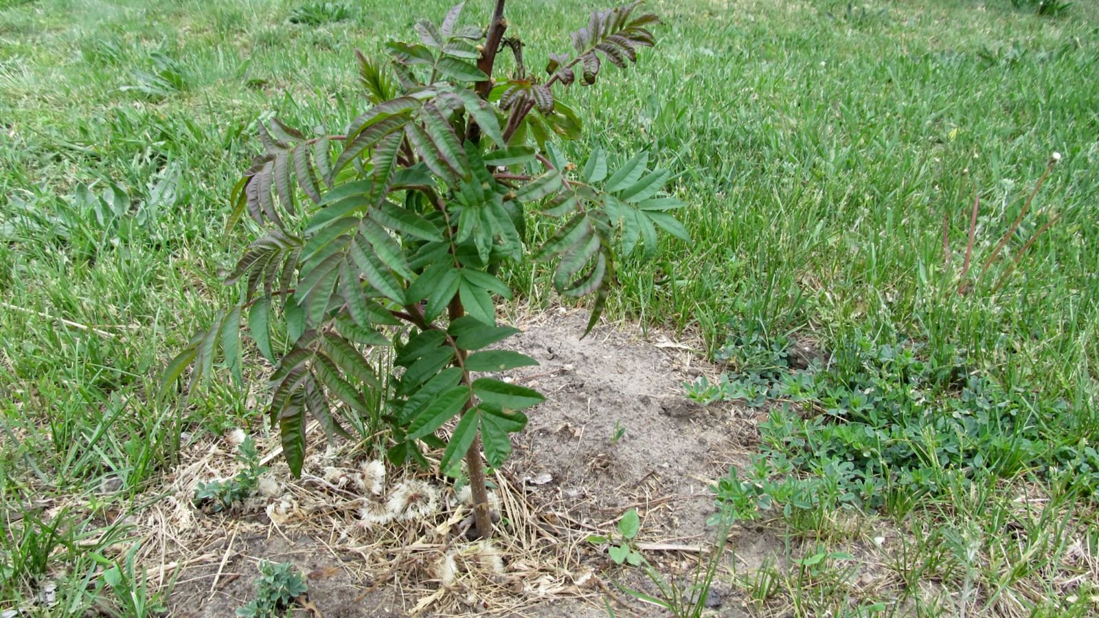 A close-up shot of a newly transplanted sapling of a flowering shrub, all situated in a well lit area outdoors