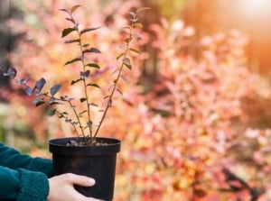 A close-up shot of a person, in the process of holding a small black pot with a developing plant, showcasing fall propagation