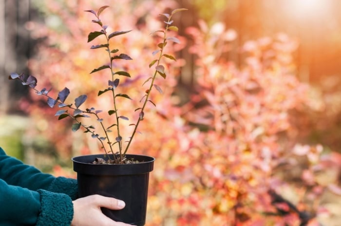 A close-up shot of a person, in the process of holding a small black pot with a developing plant, showcasing fall propagation