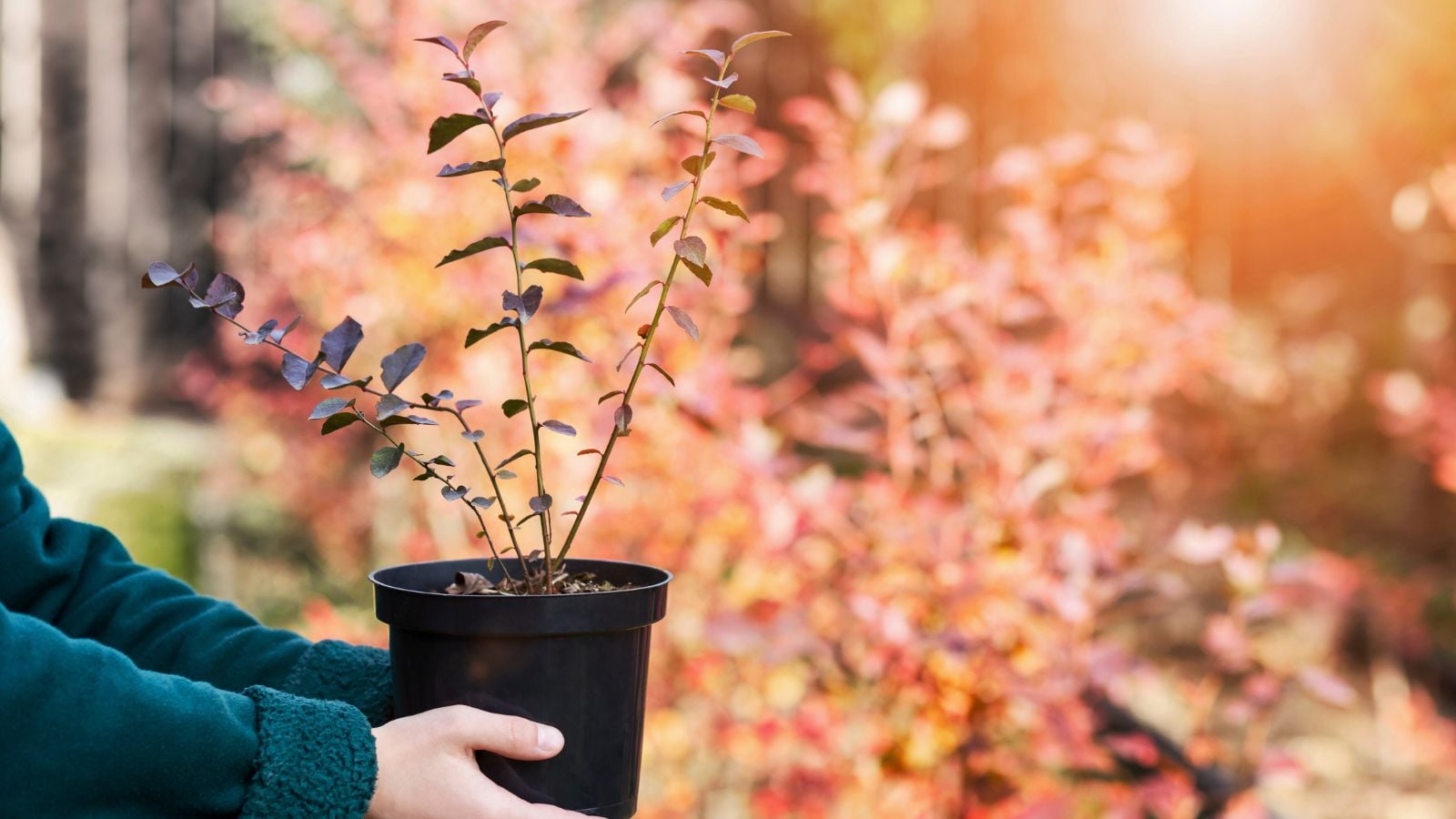 A close-up shot of a person, in the process of holding a small black pot with a developing plant, showcasing fall propagation