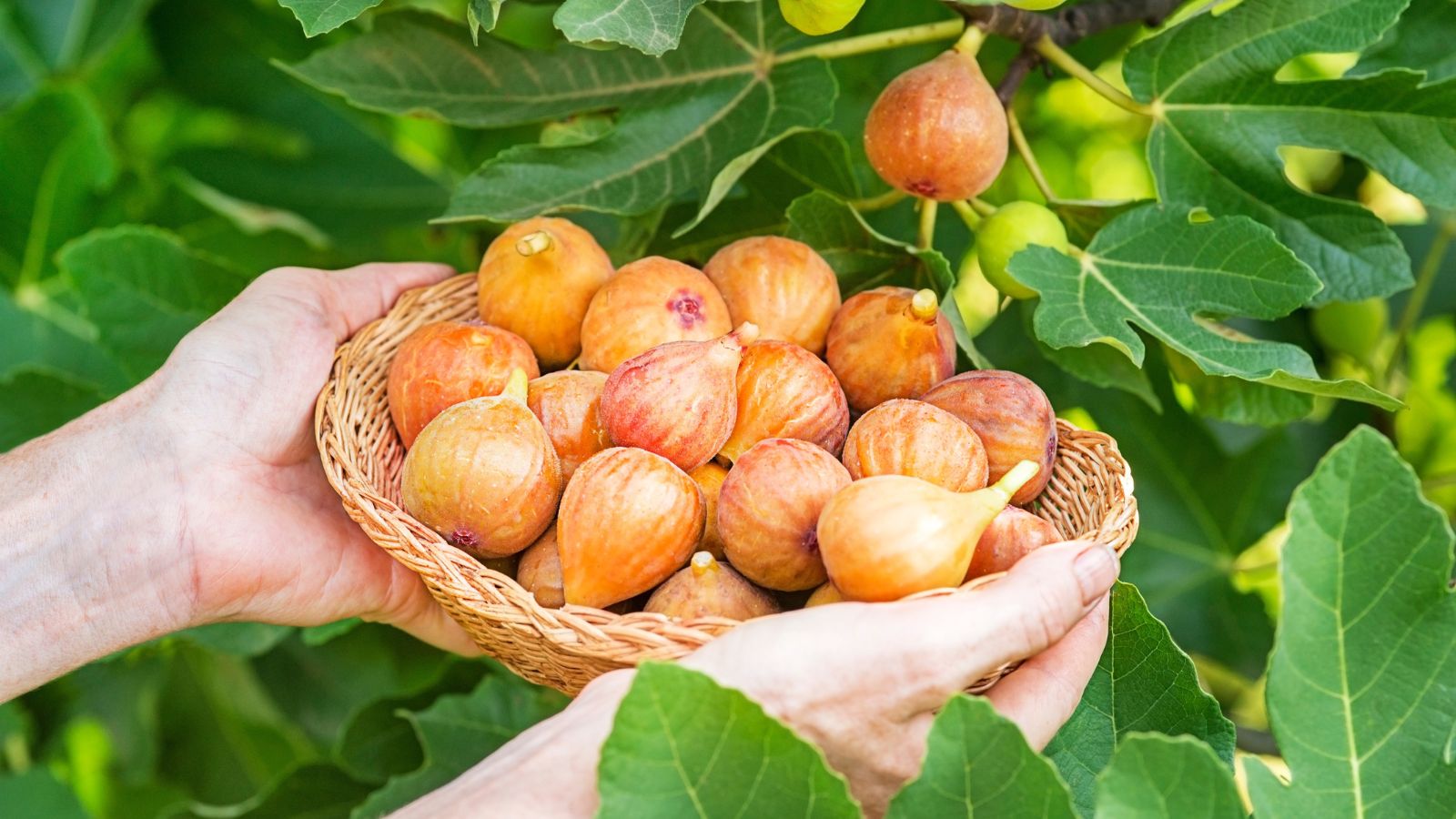 A close-up shot of a person in the process of holding a small woven basket filled with fresh and ripe fruits, all situated in a well lit area outdoors