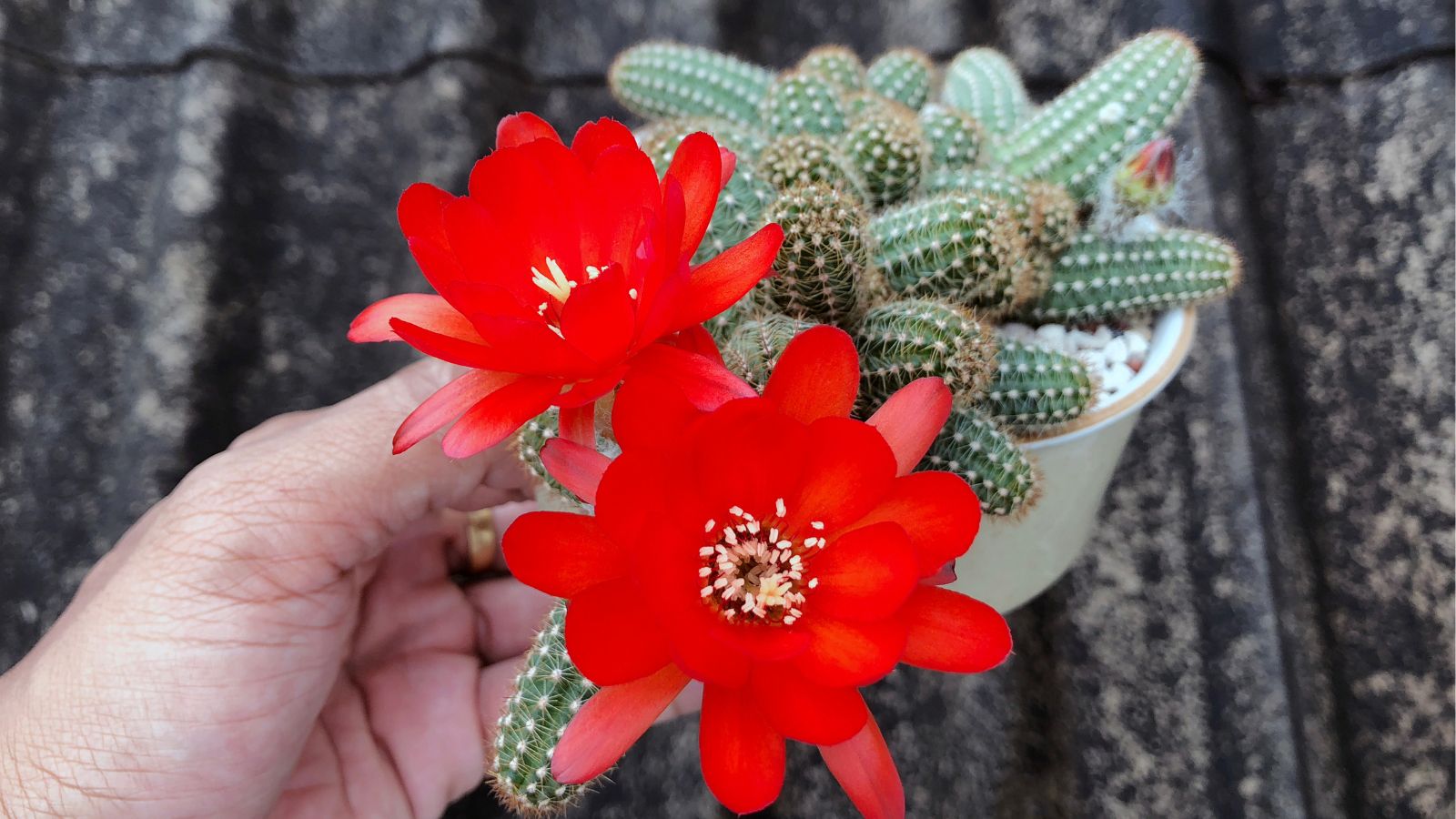 A close-up shot of a person in the process of inspecting stems and flowers of a succulent that is placed in a small white pot