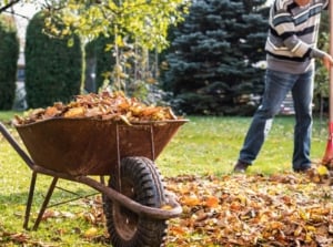 A close-up shot of a person in the process of raking fallen leaves, beside a wheelbarrow filled with debris, showcasing fall cleanup mistakes