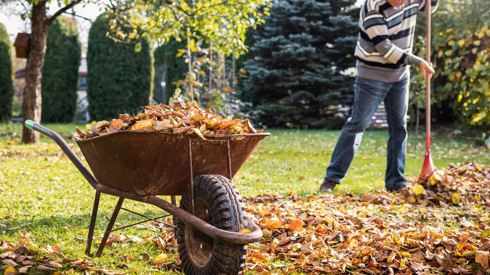 A close-up shot of a person in the process of raking fallen leaves, beside a wheelbarrow filled with debris, showcasing fall cleanup mistakes