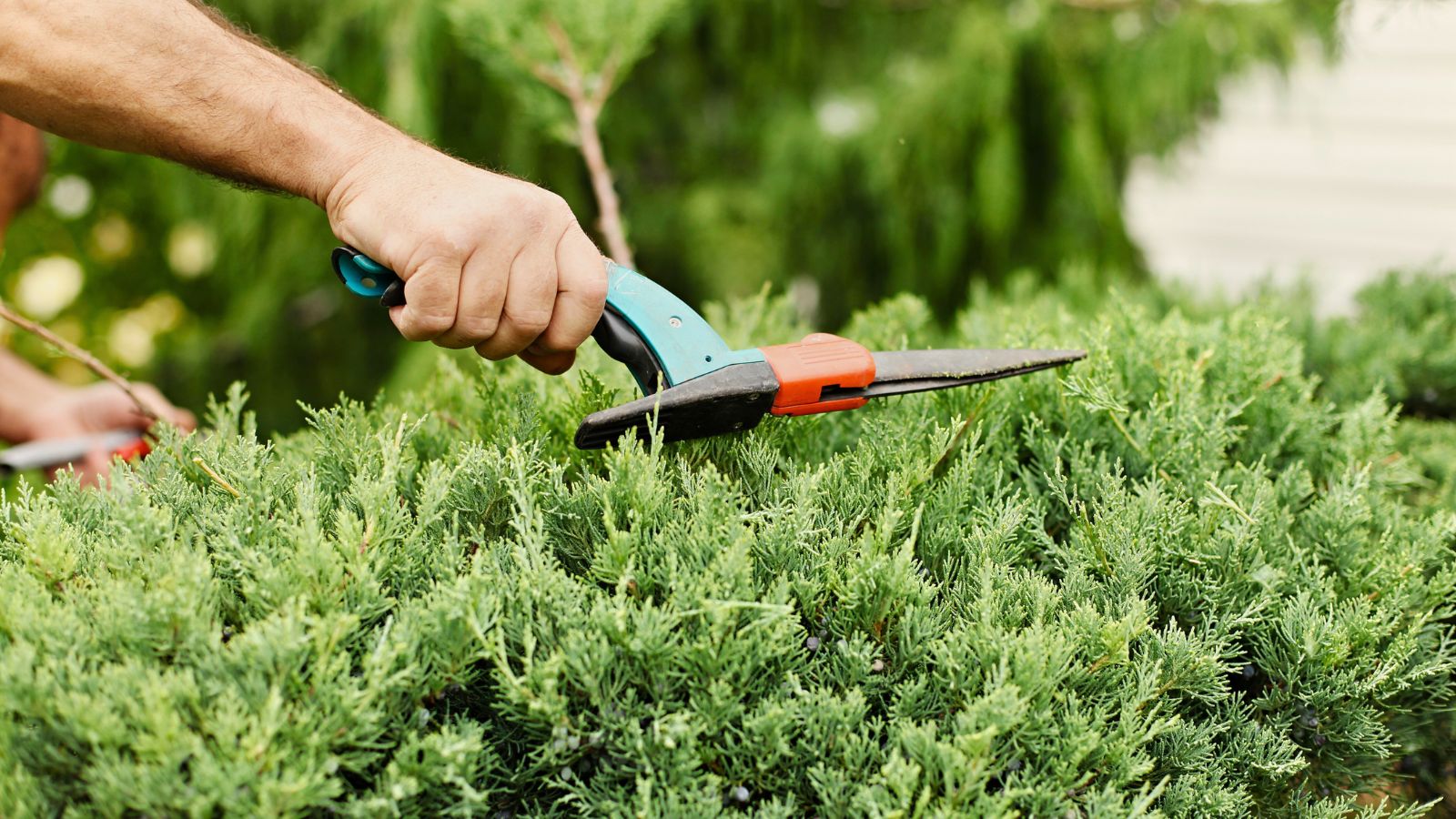 A close-up shot of a person in the process of trimming a shrub of a developing plant using a cordless trimmer