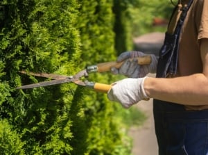 A close-up shot of a person in the process of using a large secateurs to trim and cut a developing plant, showcasing how to prune juniper
