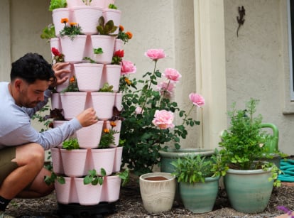 A close-up shot of a person tending to various plants and flowers on a pink vertical planter, showcasing what to plant GreenStalk fall