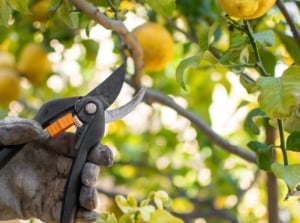 A close-up shot of a person wearing gloves and holding a hand pruner, in the process of trimming a sapling, showcasing what is the best time to prune fruit trees