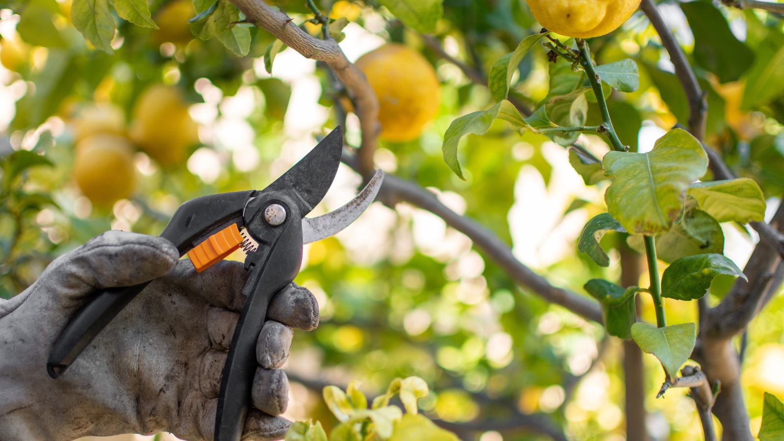 A close-up shot of a person wearing gloves and holding a hand pruner, in the process of trimming a sapling, showcasing what is the best time to prune fruit trees