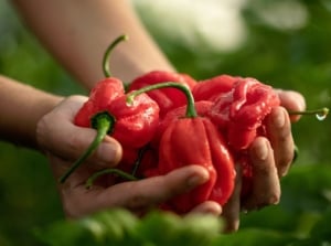 A close-up shot of a person's hand holding a bunch of freshly harvested red fruits with droplets of water, showcasing how to extend pepper harvest
