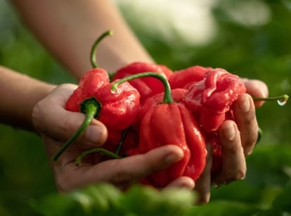 A close-up shot of a person's hand holding a bunch of freshly harvested red fruits with droplets of water, showcasing how to extend pepper harvest