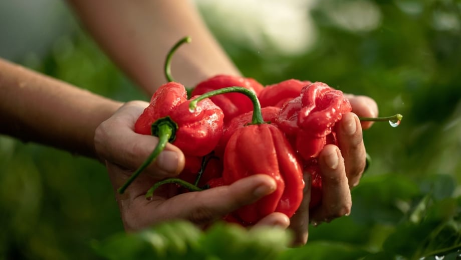 A close-up shot of a person's hand holding a bunch of freshly harvested red fruits with droplets of water, showcasing how to extend pepper harvest