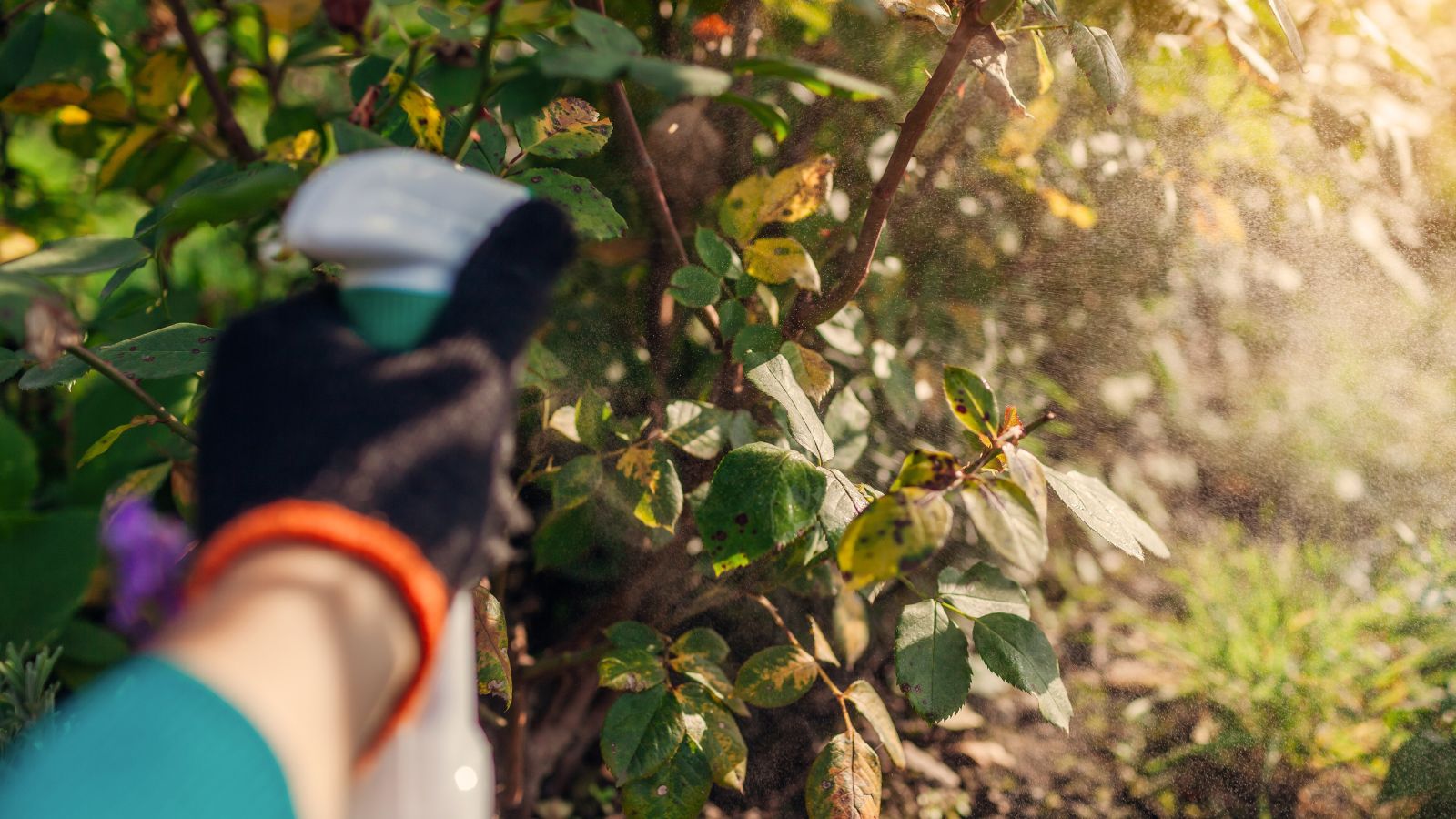 A close-up shot of a person's hand in the process of misting chemicals to plants, all situated in a well lit area outdoors