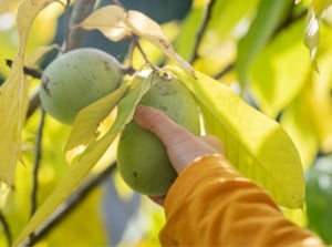 A close-up shot of a person's hand in the process of pickin ripe, oblong, green colored fruits, showcasing how to harvest pawpaw