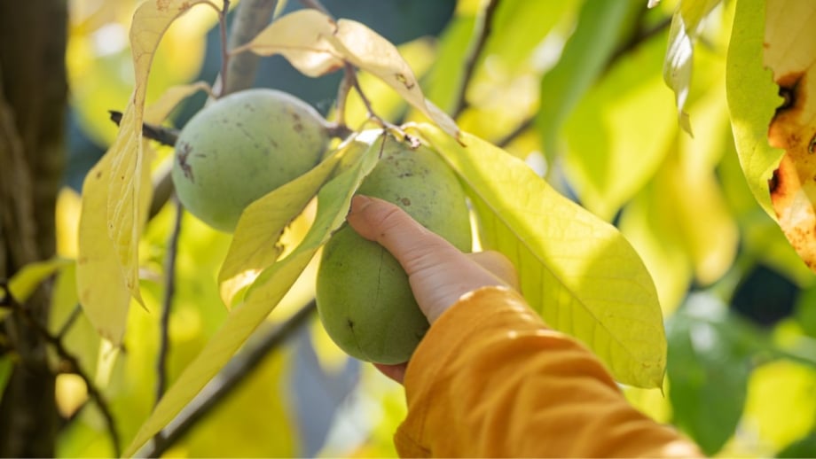 A close-up shot of a person's hand in the process of pickin ripe, oblong, green colored fruits, showcasing how to harvest pawpaw