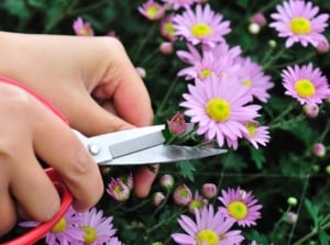 A close-up shot of a person's hand using a bonsai scissor to trim pink flowerheads, showcasing how to deadhead pinch and mums