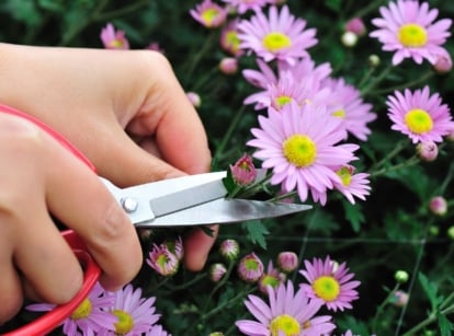 A close-up shot of a person's hand using a bonsai scissor to trim pink flowerheads, showcasing how to deadhead pinch and mums