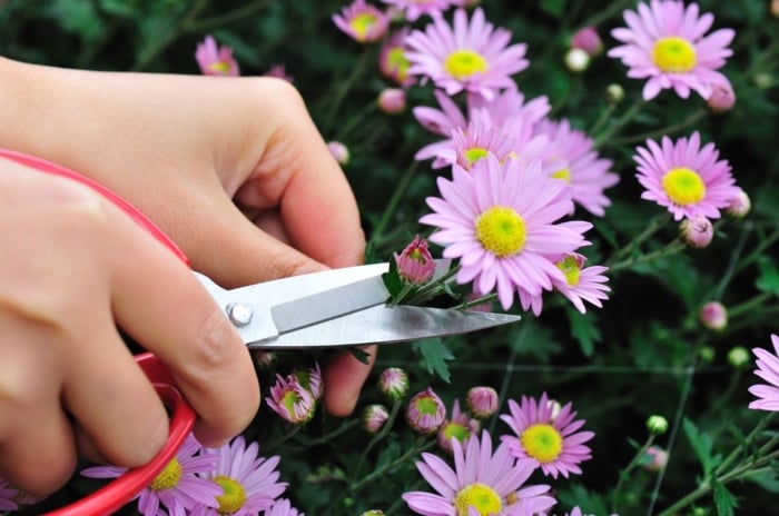A close-up shot of a person's hand using a bonsai scissor to trim pink flowerheads, showcasing how to deadhead pinch and mums