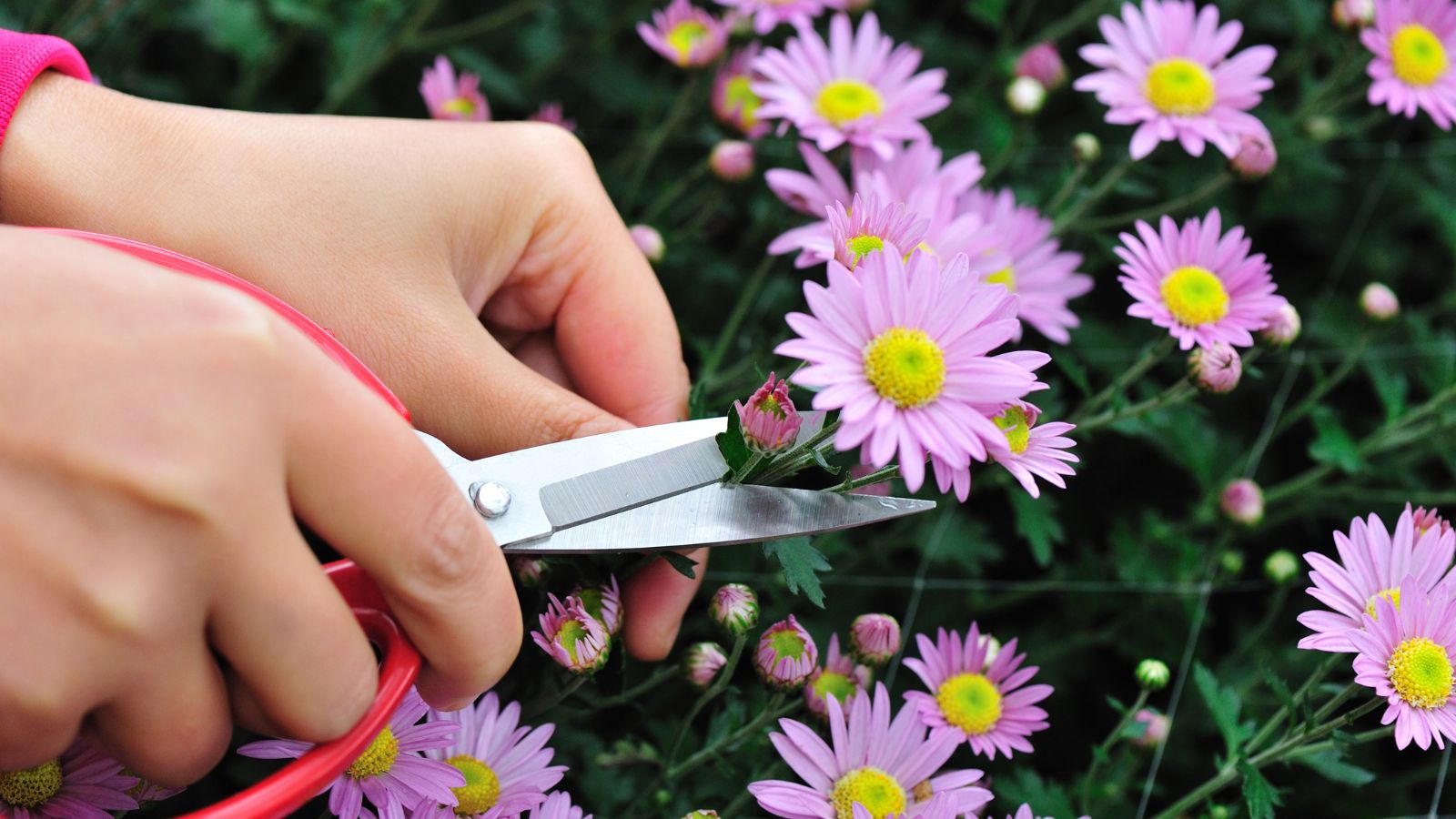 Extending Mum Blooms: Pinching and Deadheading Tips