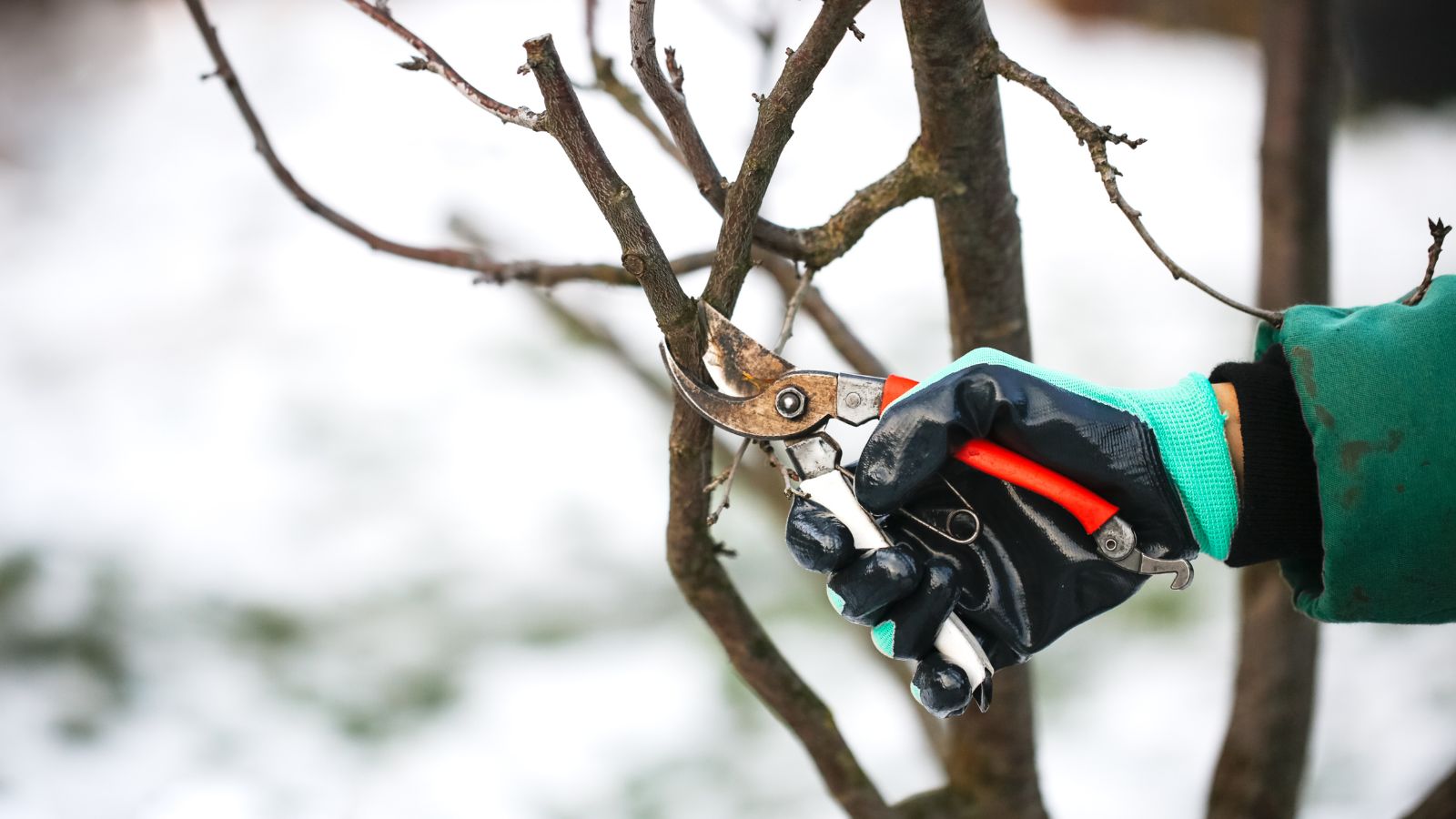 A close-up shot of a person's hand wearing gloves and using a hand pruner to trim off branches of a sapling during the winter time, all situated in a well lit area outdoors