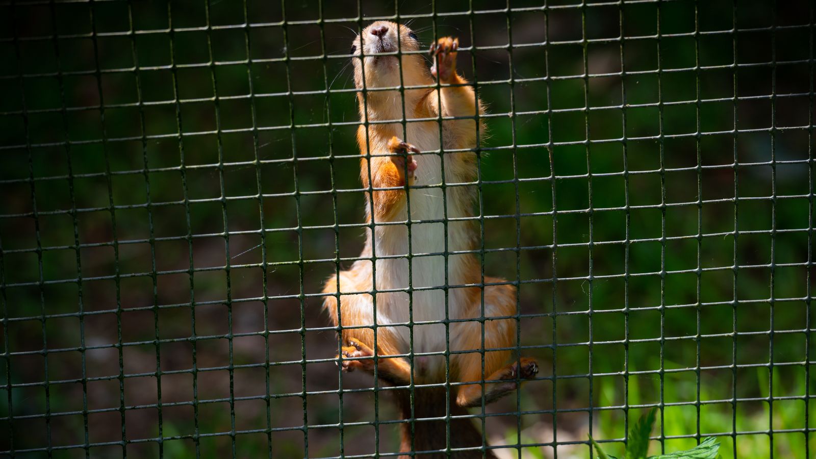 A close-up shot of a red-brown colored rodent climbing a steel wire mesh cover, situated in a well lit garden area outdoors
