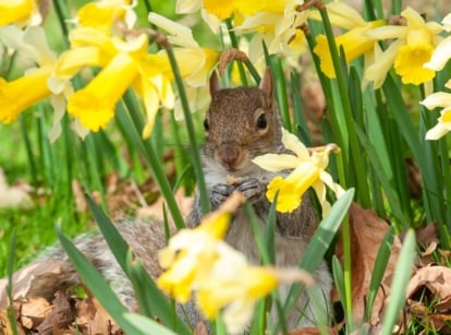 A close-up shot of a red-brown colored rodent in a small field of yellow daffodils, showcasing how to stop squirrels digging bulbs