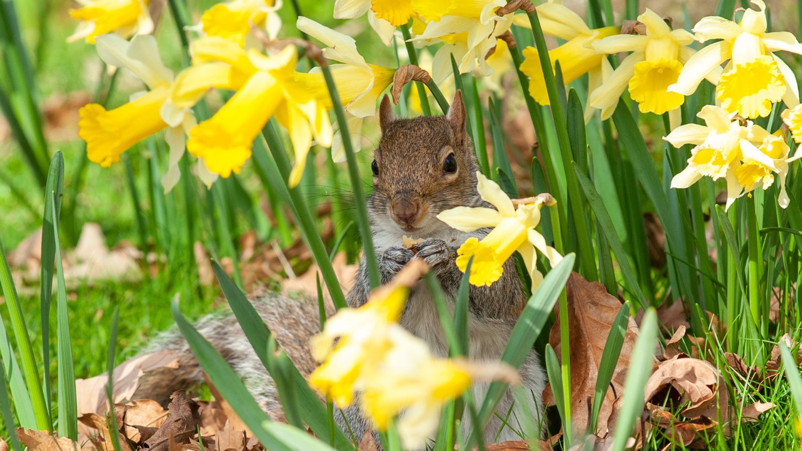 Choose Bulbs Squirrels Avoid (This Is Huge)
