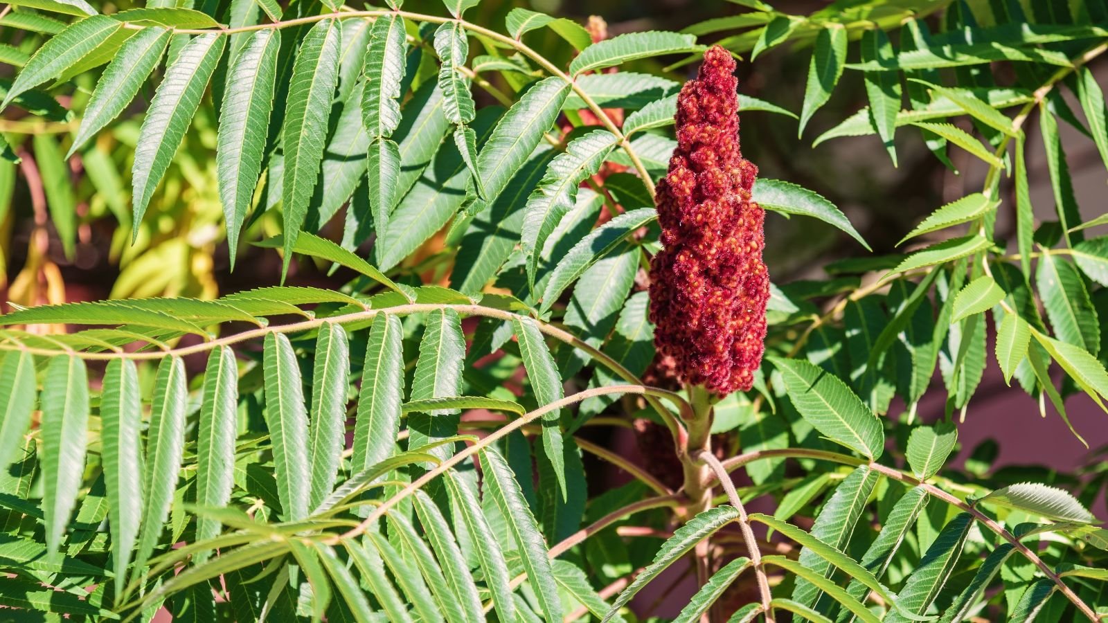 A close-up shot of a red fuzzy flower, growing alongside pinnate leaves, basking in bright sunlight outdoors