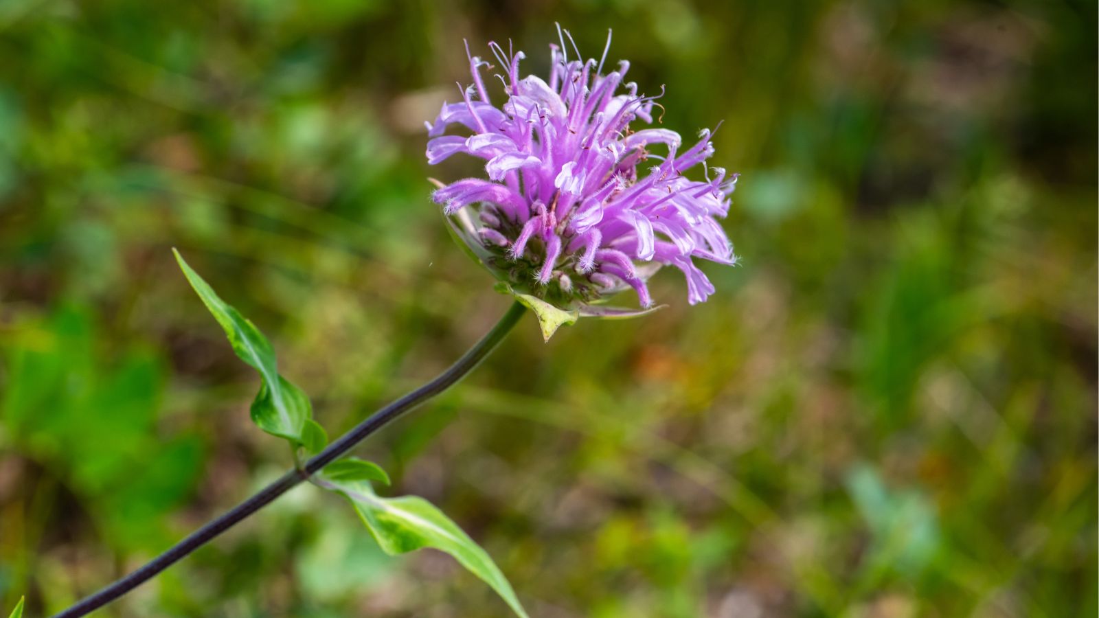 A close-up shot of a single developing spiky pink colored flower, sitting atop a thin stem in a well lit area outdoors