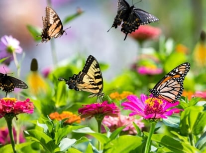 A close-up shot of a small cluster of butterflies, all feeding nectar from vibrant flowers, showcasing October wildlife garden