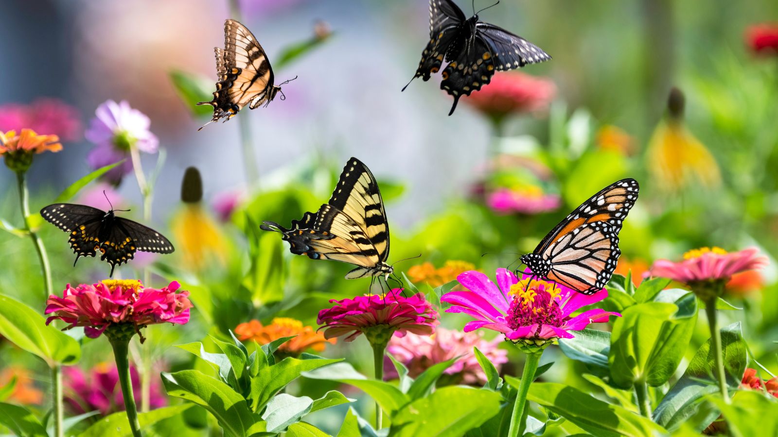 A close-up shot of a small cluster of butterflies, all feeding nectar from vibrant flowers, showcasing October wildlife garden