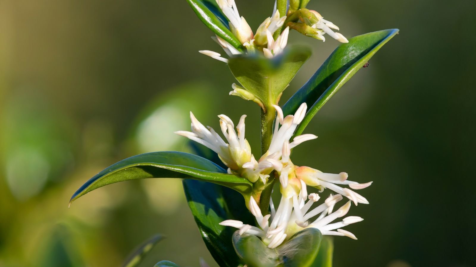 A close-up shot of a small composition of creamy-yellow flowers and green leaves, basking in bright sunlight outdoors